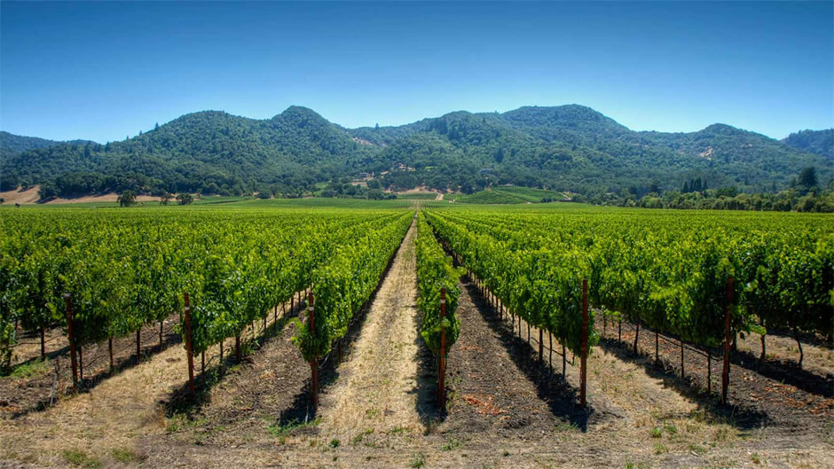Vinho do Vale do Maipo de recordação